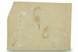 Fossil Fish and Shrimp Association - Hjoula, Lebanon #375793-1